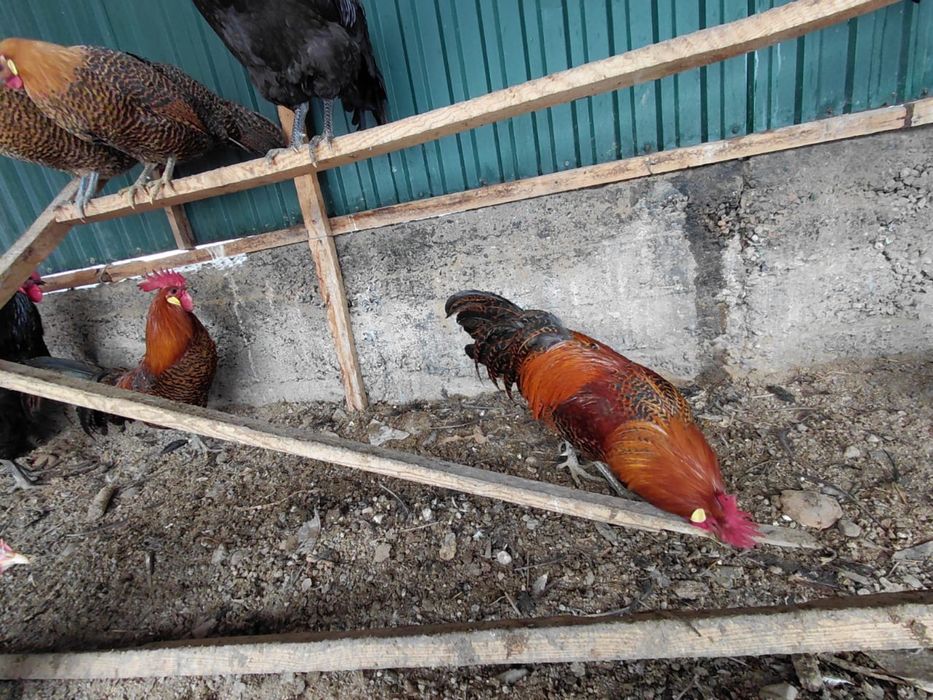 Продам кур и петушков
