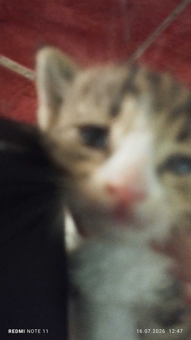 котята маленькие