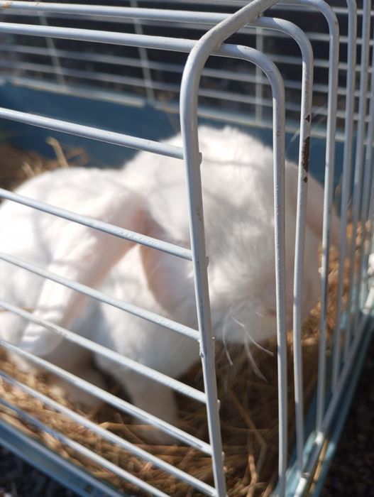 Продам кролика,домашнего, ручной