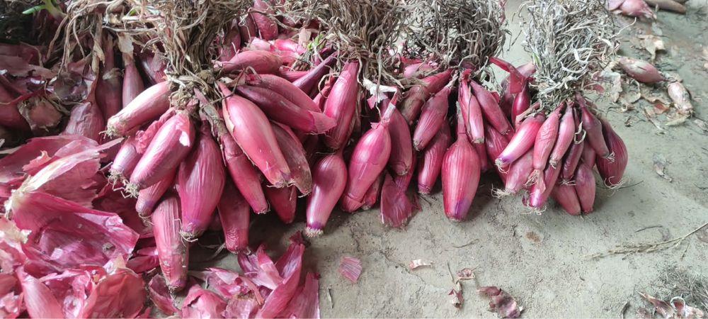 Vand ceapa rosie de apa