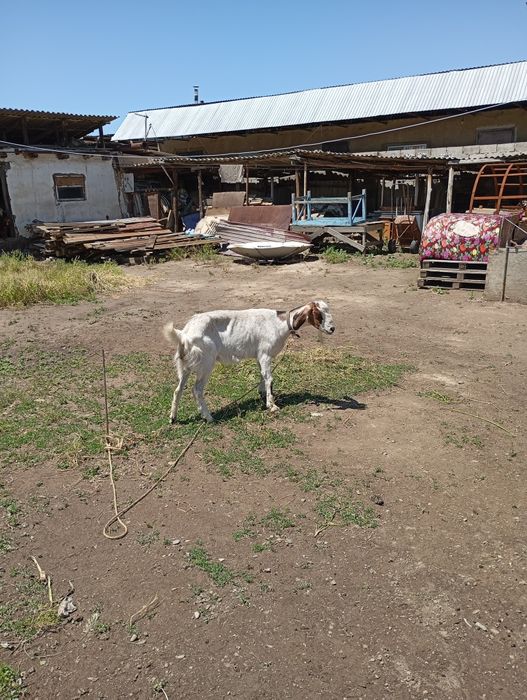 Продам или обменяю