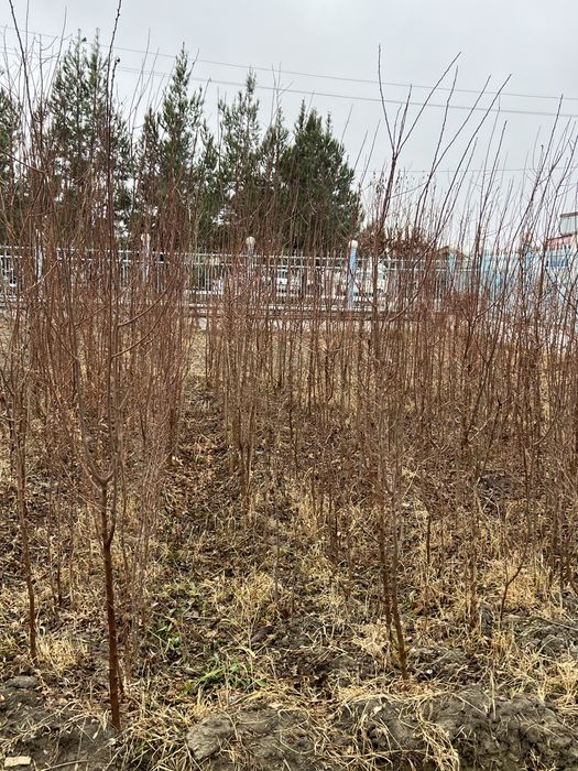 Ўрик ва узум кўчатлари сотилади