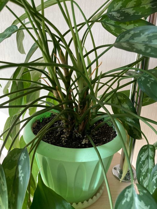 Аглаонема, разные