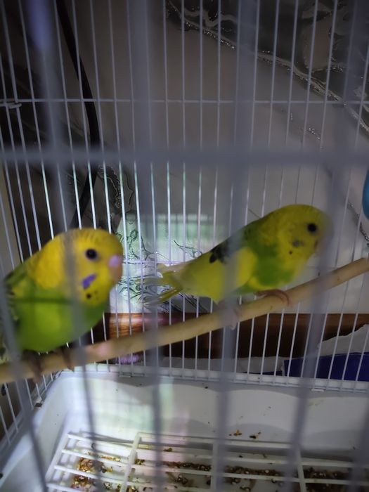 Papugay bir juft sotiladi