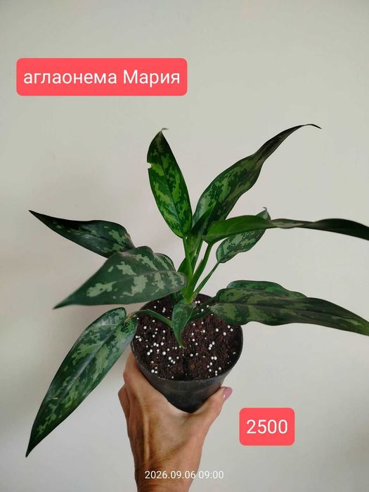 продам комнатные растения
