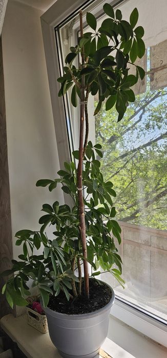 Продам домашние растения