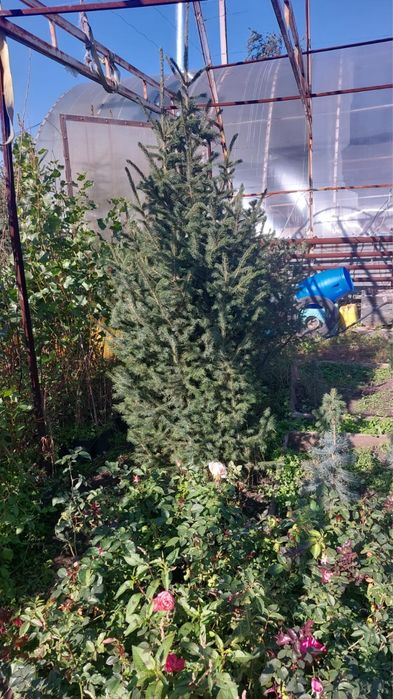 Продаже Ели в ассортименте