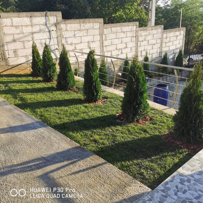 Gazon rulou și plante Ornamentale