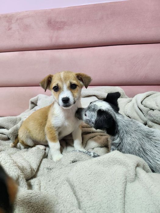 Щенята в добрые руки!