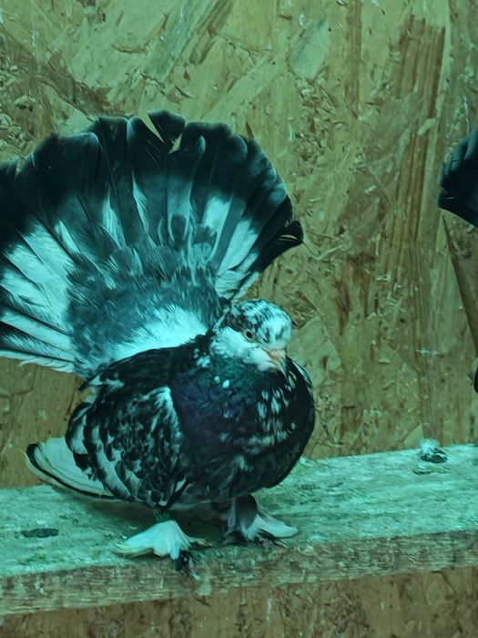 Porumbei roller de cluj