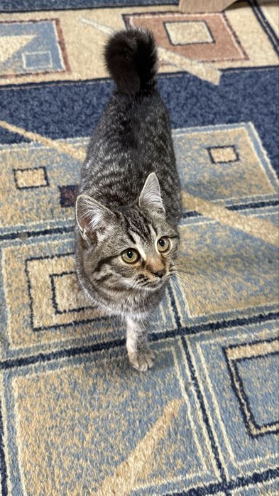 отдам котенка девочку