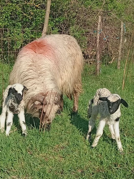 O oaie cu doi miei de vânzare Dârlos 0743809104 1.200 lei