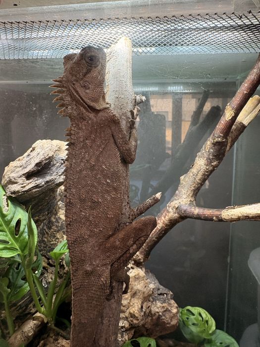Vand agama de munte (acanthosaura capra)
