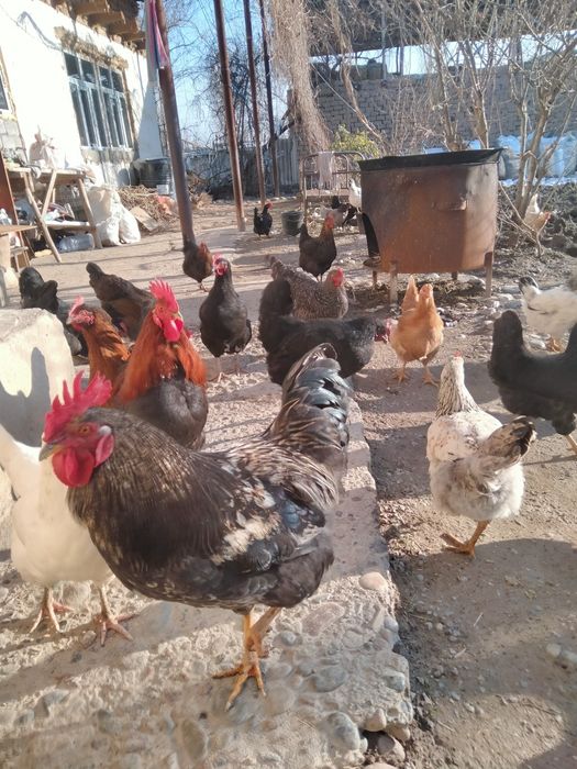 Satilmadigan Damashni tuqimlarbor