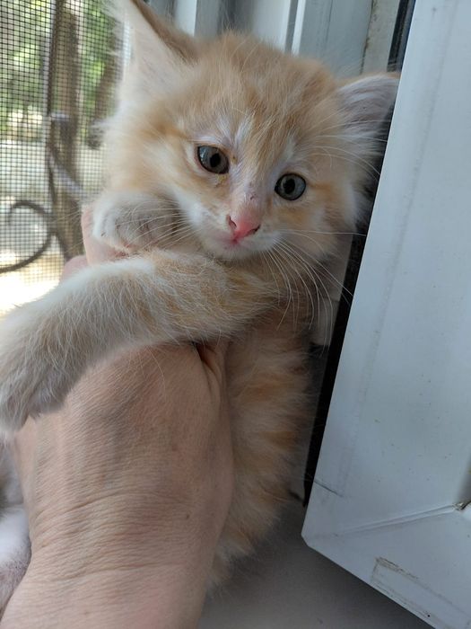Котята  Тараз бесплатно