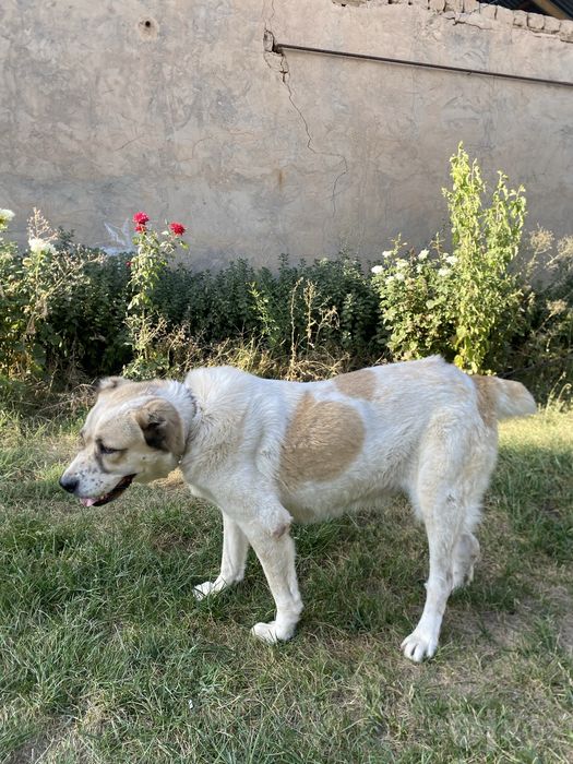Kuchuk bolasi sotiladi