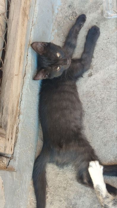 3 ta mushuk bolasi dostafka tekin