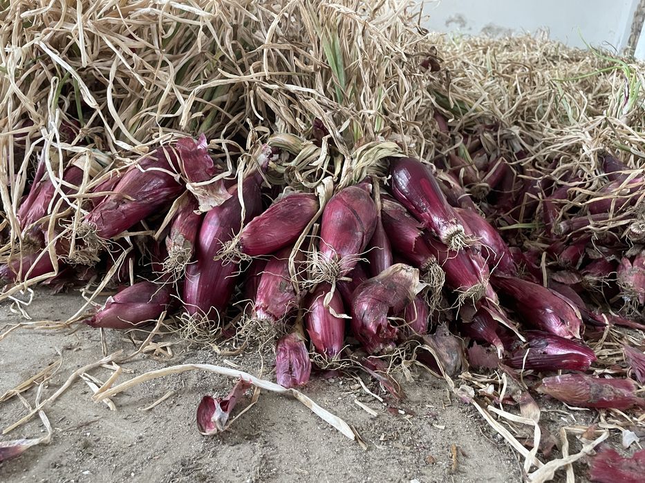 Ceapă roșie de apă