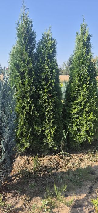 Leylandi, tuia ,chiparos