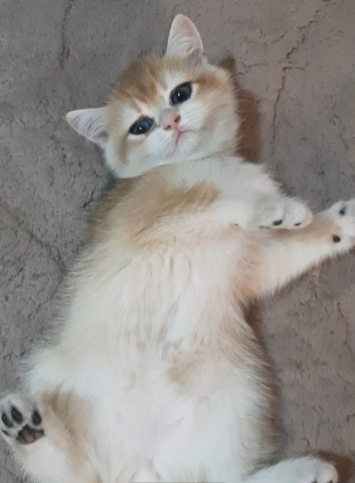 Золотая шиншилла, девочка