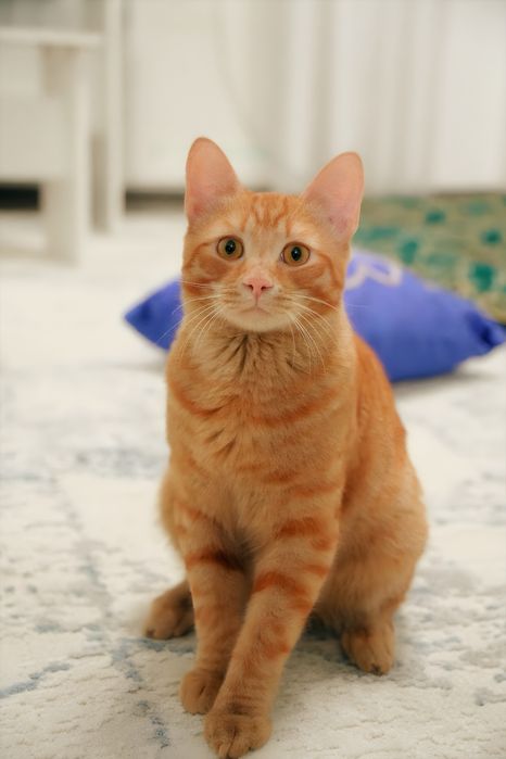 Отдам кота бесплатно