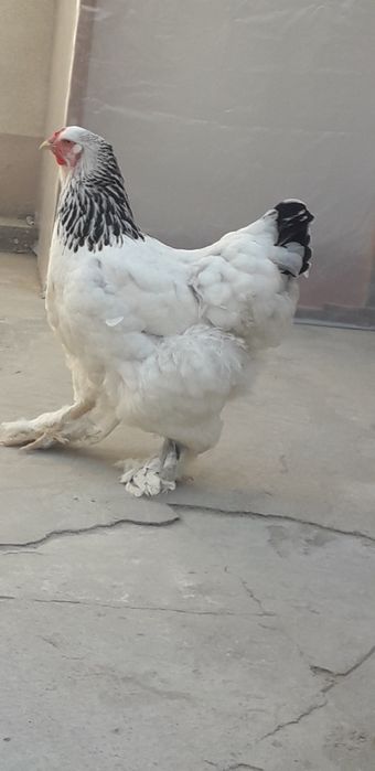 Jinsiy aloqa paytida spermani yutish soglommi?