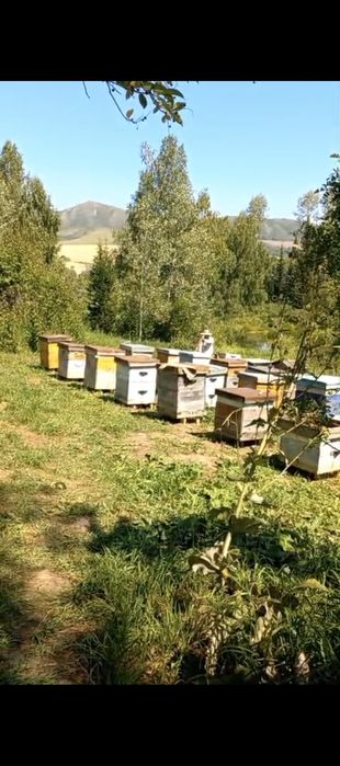 Продажа пчелопакетов