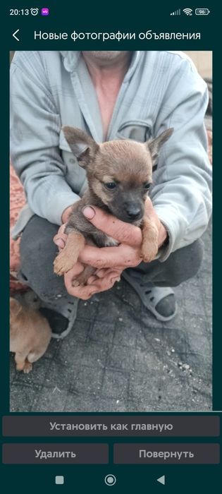 Продам той терьеров