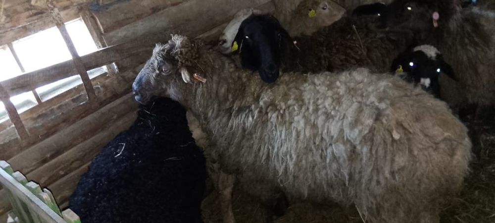 Продам бараны торг есть