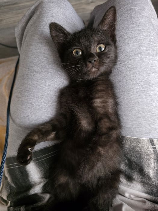 Отдам кота, домашняя версия