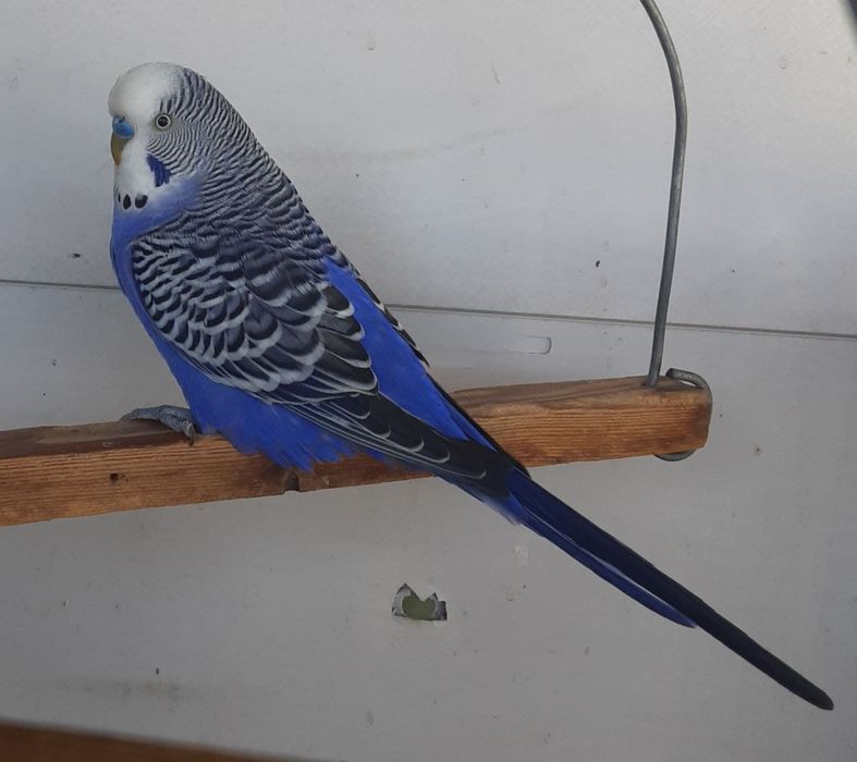 Дима Биланның жалаңаш жыныс мүшесі