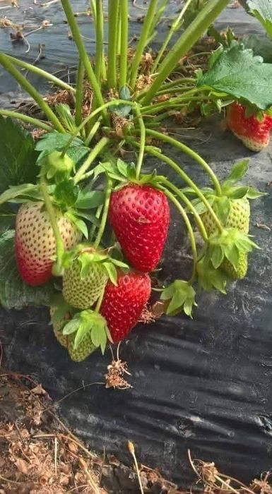 Stoloni căpșuni albion