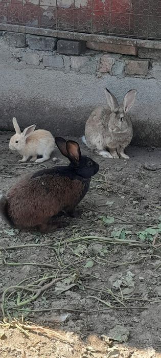 Vând iepuri femele și masculi