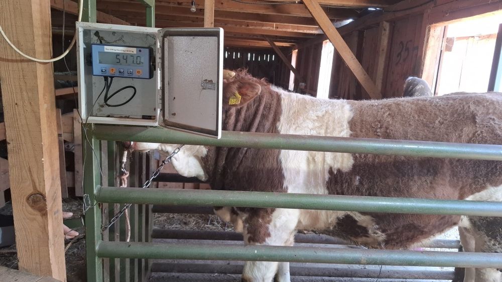 Vând doi tauri de 1 an și 5 luni