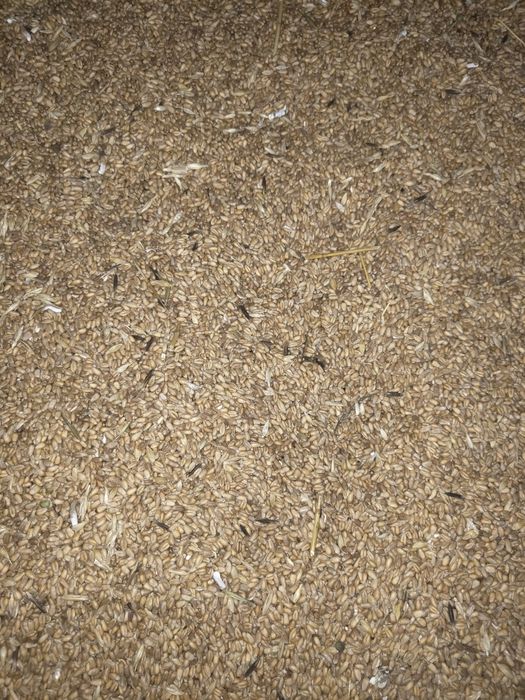 Пшеница кормовая