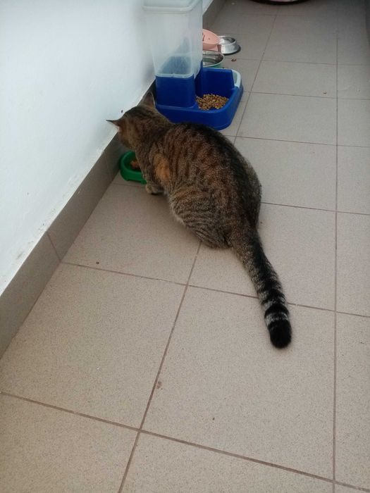 Ofer spre adoptie iubitorilor de pisici di Suceava, motanel de 1 an, cu carnet de sanatate