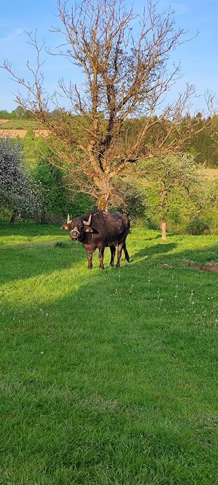 De vânzare bivoliță