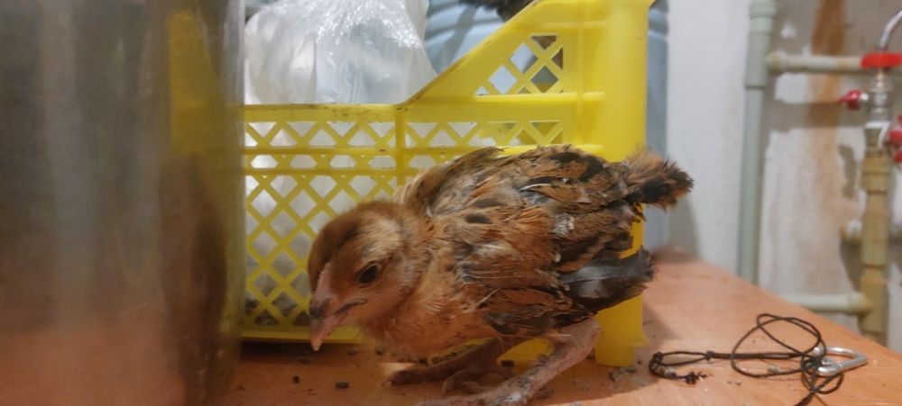 Тауық балапандары сатылады