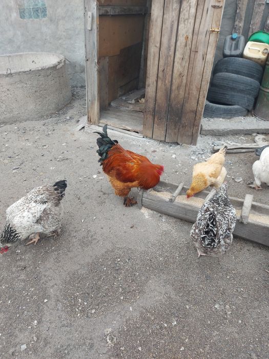 Яйцо инкубационное