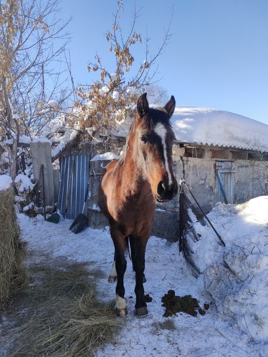 Донен шыгар таза кан