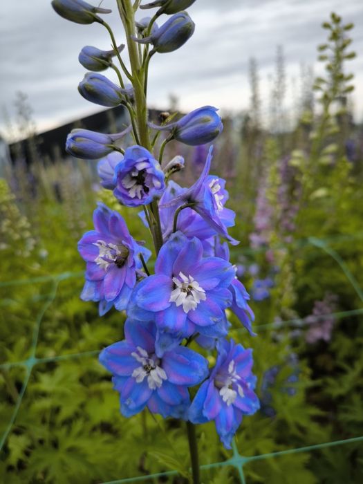 Дельфиниум двухлетка
