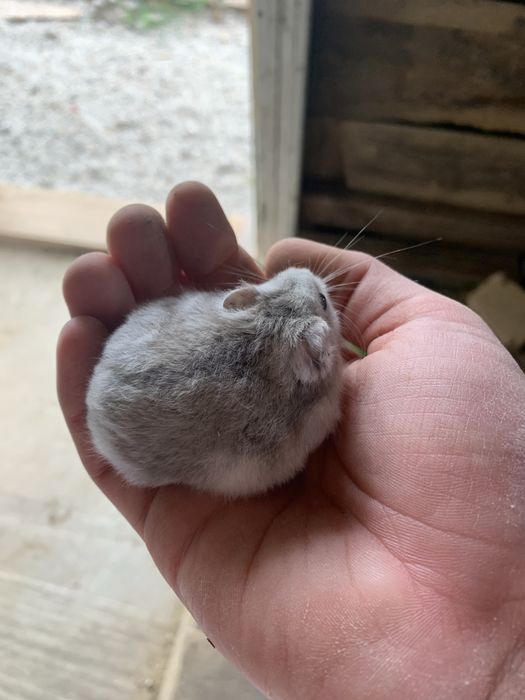 Vand hamster cu cusca