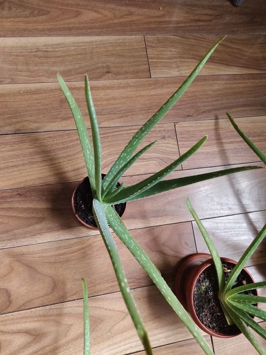 Комнатные цветы алоэ
