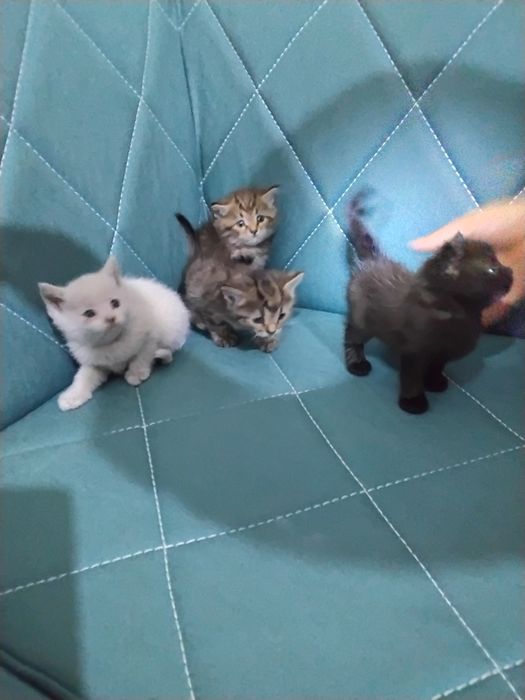 Скотш страйт болалари