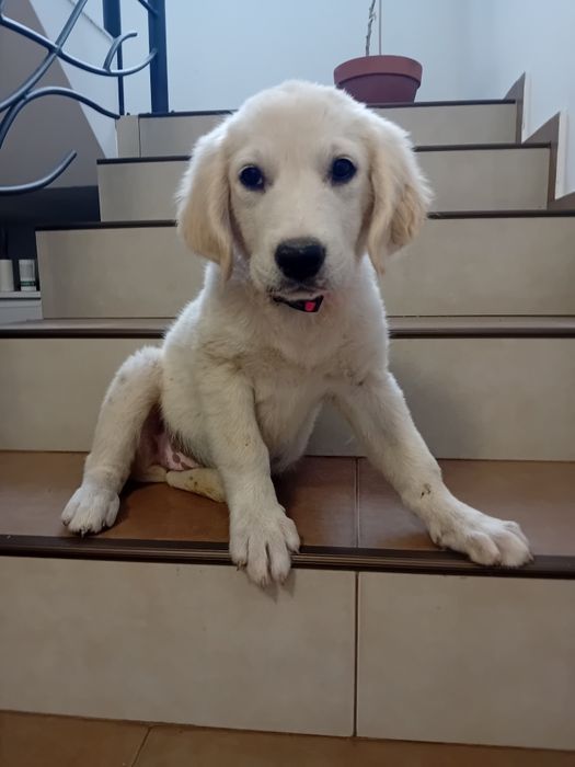 Catelusa  Golden Retriever