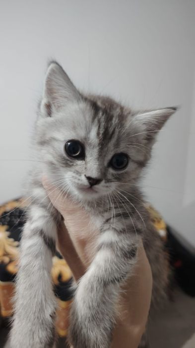 Британские милашки