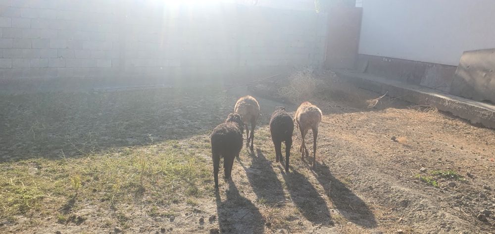 Ona bola qo'ylar sotiladi 2 para kelishamiz