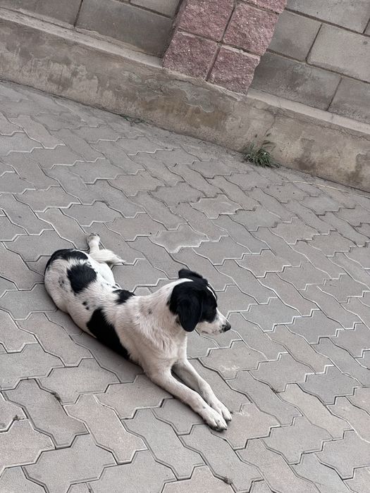 Спаниель не чистоңровный