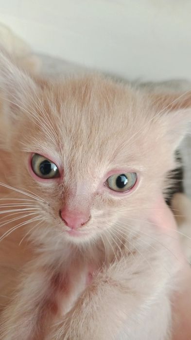 Отдам котят в хорошие руки