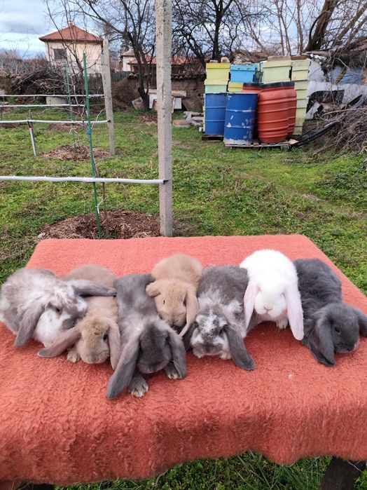 Френски кочовати зайци